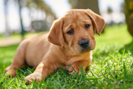 10 najlepszych stron internetowych odpowiadających na pytania dotyczące opieki nad zwierzętami dla miłośników psów