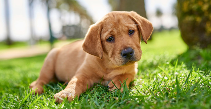 为爱狗人士解答宠物护理问题的10个最佳网站 测评 第1张